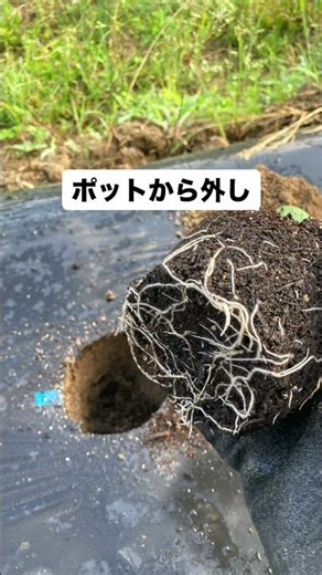 ナス🍆定植‼️3月下旬にまいたナスの種やっと育ちました♪ #ナス定植 #無農薬 #化学肥料不使用 #コンパニオンプランツ