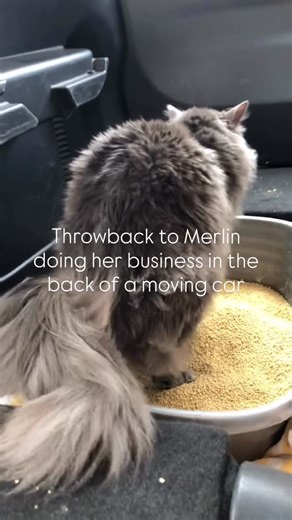Maggie | NYC Pet Sitter & Fitness Instructor | #throwback to desperate times Merlin 🧙, Coalville, 7/10/2020 #poopingonthego #poopingcat #funny #poopinginacar #merlin #nebulung... | Instagram