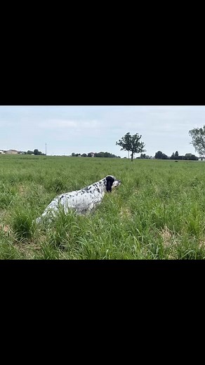 Dal 1964 selezione del setter inglese Segui ➡️ @allevamento_della_bassana Link in bio: https://www.bassana.net/cucciolate/ Contatti: info@bassana.it — whatsapp 39 371 4681366 #setter #setteranglais #cacciapassione #cacciaallabeccaccia #cacciaallaquaglia #cacciaalfagiano #cinofiliaitaliana #huntingfinland #englishsettersofinstagram #setterlove #setterlife #cinofiliavenatoria #skytv #divincodino #canifelici #setteringlese #englishsetter #englishsettercute #doglover #sardegna #Lombardia # Emilia #r