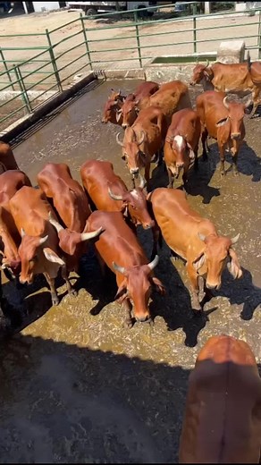 Cattle Farming and Meat Processing Explained
