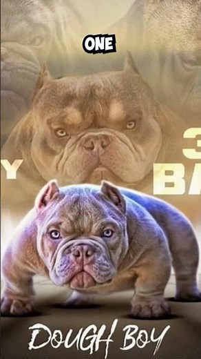What is a Smashed and Slammed Bully?