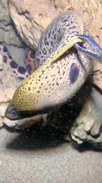 Catch Challenge - Record Breaker！PX0787 #diving #fishing #lobster