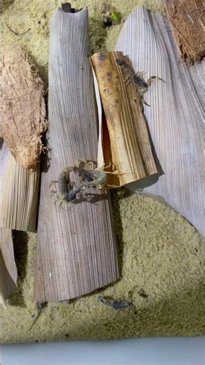 Scorpions Found Fighting in the Garden | Real Nature Moment in Vietnam