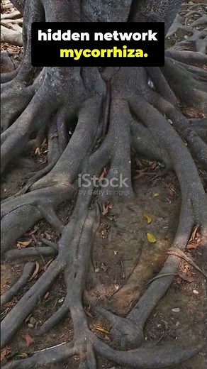Did You Know?: Trees Can Communicate With Each Other 🌳😳