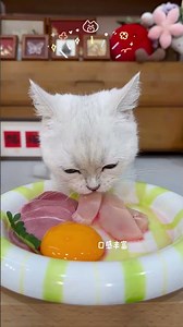 cat eat meatslices 🥩🥚🍳|cat eating sliced meat 🐓| ASMR cat mukbang #cat #cats
