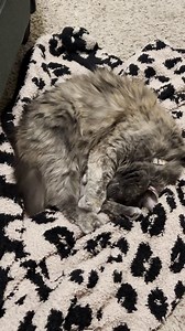 Anyone else’s cat do this? She wags her tail every time I talk to her! No idea why. She was a stray, but I’ve had her for a couple of years.