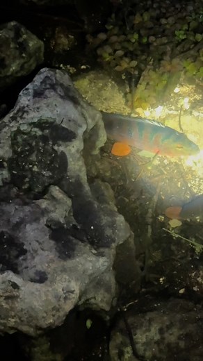 Another invasive fish commonly seen in the Everglades is the Mayan cichlid. In my opinion, it’s the second most beautiful fish in our waterways, with the peacock bass taking the top spot. Unfortunately, both species are so abundant that they’ve become a major part of Florida’s ecosystem. #fishinglife | Chi Chi’s Planted Dreams