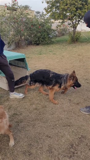 Puppy training with a 6 months old German Shepherd Made in Anubis K9 facility Egypt 🇪🇬 Anubis k9 facility is ready to provide law enforcement agencies with highly trained k9 and professional training and handling courses. DM us WhatsApp 201155556500 #k9 #workingk9 #workingbreed #workingdog #detectiondog | Anubis K9 Facility