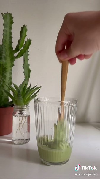 Cách Trồng Cây Bơ Tại Nhà - Hướng Dẫn Chi Tiết