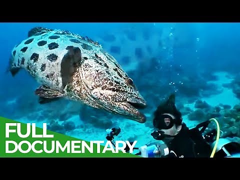 The Underwater Wonderland of Australia | Free Documentary Nature