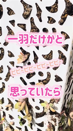 シジュウカラ【音量注意】春 |野鳥のさえずり |多肉ごと| 庭での至福のとき #succulent #庭作業 #多肉植物 #ガーデニング