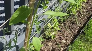 I’m a gardening lover and have an easy way to get trellis totally for free