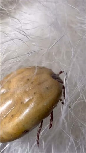 Inoxtag and poor Ace #anyme #michou #michouyt #inoxtag #humor #anime #live #twitch #funny