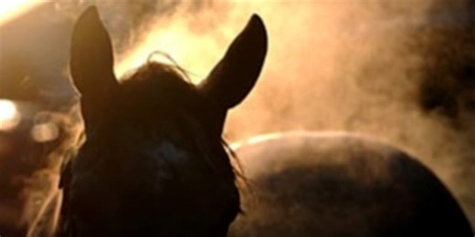 Nine horses found shot dead in eastern Arizona forest