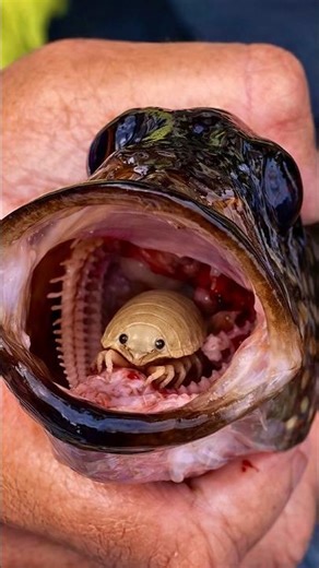 Cymothoa Exigua Parasite Story ❤️‍🔥😱 #shorts #facts #viral