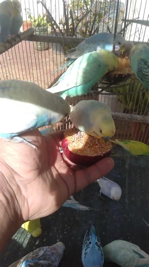 ☀️🐤 Funny Budgie Sounds That Make You Smile Without Trying 😄 #funnybirds #budgies #fun