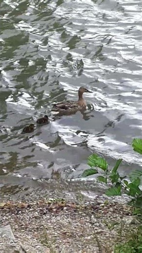 Can These Ducklings Make It Across the River?