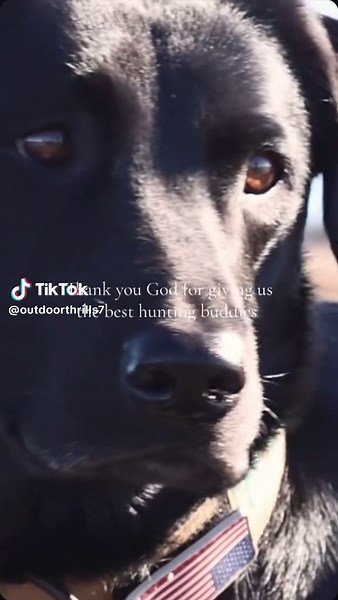 Essential Tips for Successful Dog Hunting