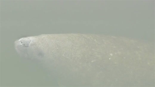 Charley’s World | TECO’s Manatee Viewing Center