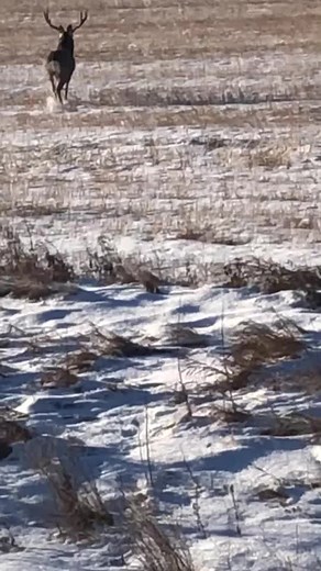 Saskatchewan mule deer buck !!#saskmule#trophyhunter#letgogetit