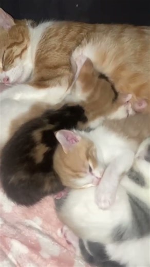 Norwegian forest cat, Bengal, silver tabby W.B