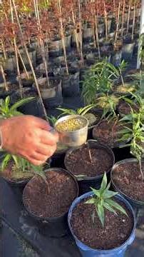 Fertilizing peach trees 🍑#fertilizer #peaches #edible #farm #landscape #diy