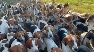 American Foxhound Puppies and the Melodies of the Hunt