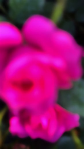 วิดีโอของ หมูอ้วน (@users1leo41agk) พร้อมเพลง เสียงต้นฉบับ - Wee Weerasak - MENG VUE