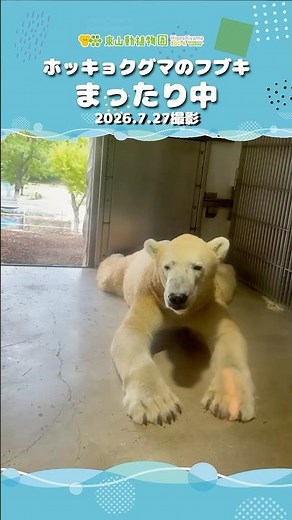 【東山動植物園公式】フブキ、お部屋でまったり、ウトウト（2026.7.27休園日撮影）《 ホッキョクグマ クマ 》