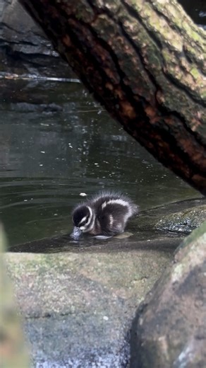 Come visit us (and our new Spotted Whistling-Duck family🦆), we’re open DAILY from 10 am - 5 pm, including on Memorial Day! P.S. Stay hydrated this weekend😜 | National Aviary