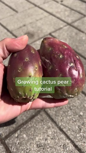Growing Cactus Pear Tutorial