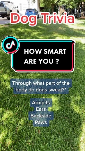 Can you answer this dog 🐶 trivia ?