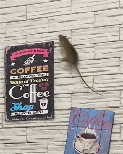 465K views · 3.8K reactions | He's definitely done this before  | LADbible | Facebook