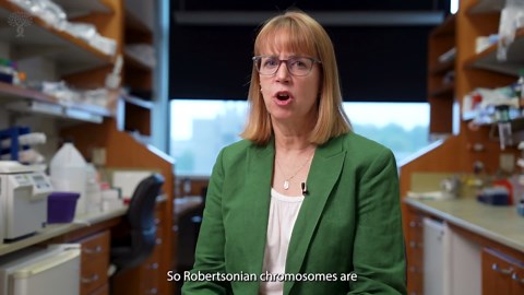 Stowers scientists identify the fusion point of Robertsonian chromosomes, hinting at how chromosomes evolve