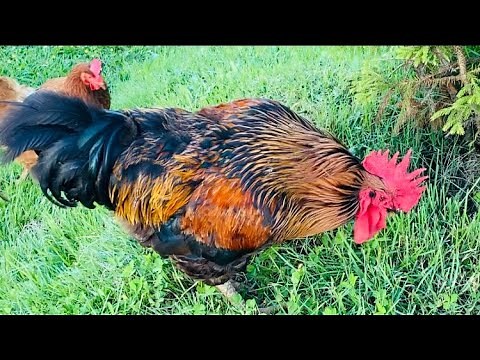 Tamed aggressive rooster behavior