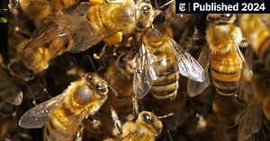 Honeybees Invaded My House, and No One Would Help (Published 2024)
