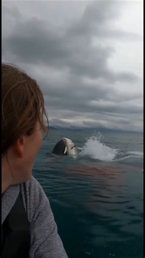 2.4M views · 4.3K reactions | As orca Trying to save the mermaid...