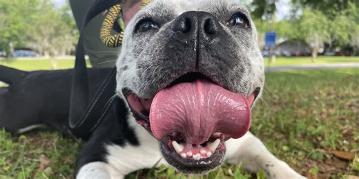 Furry Friday:  Wagging their tails and wishing for fur-ever families!