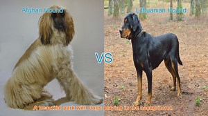 Exploring Afghan Hounds and Lithuanian Hounds: Unique Breeds Unveiled
