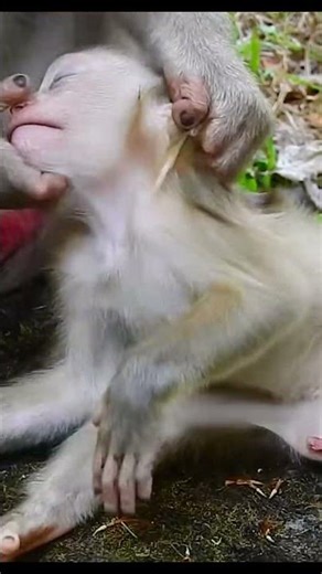 Monkey species: The mother is diligently tending to her child's eye injury.