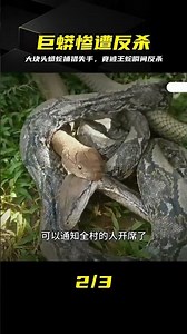 Python vs. King Cobra: The python seemed poised for victory due to its size advantage, but the ou...