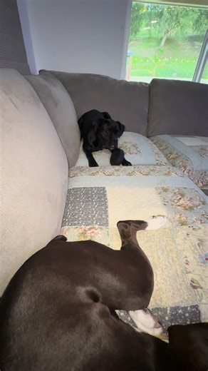 Sage is so crazy always attacking Storm #boxerdog #blackboxer #boxerdogsoftiktok