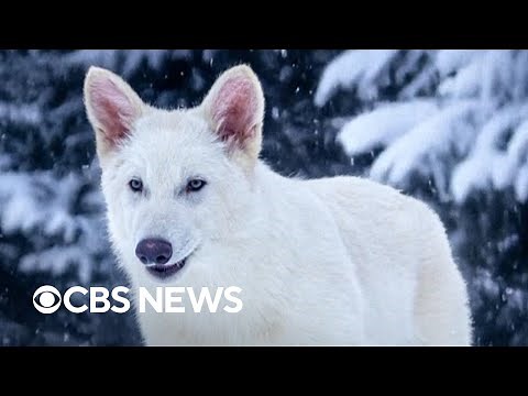 Scientist discusses bringing dire wolves back from extinction