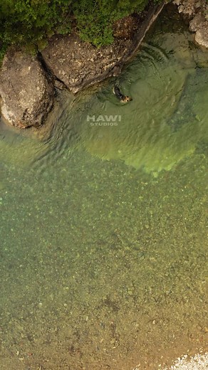 German Shepherd Swimming #germanshepherd #dog #nature #wildlife #swimming This video shows a German Shepherd dog enjoying a day of swimming and exploring in Glacier National Park. The dog can be seen swimming in McDonald Creek, playing in the rocks, and exploring the forest. The video is a great example of how dogs can enjoy the outdoors just as much as humans. Video ID: HA03776 #swimming #dog #germanshepherd #nature #creek #wildlife #mcdonald #fun #adventure #glaciernationalpark | HAWI Studios