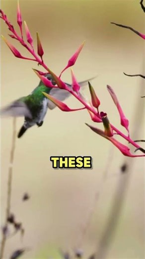 A Hummingbird’s Heart Beats 1,200 Times a Minute 💓🐦|| #animalfacts #birdfacts #amazingfacts