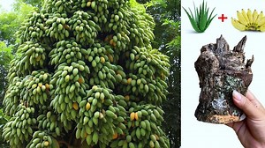 1.5M views · 10K reactions | Best Idea!! Growing Mango tree with Simple Method Create hormone new Get a lot Fruit #trees #fruits #relax #farmlife #gardening #vegetables #fruit #satisfying #healthy #healthyfood #love #growtree #foodgator #fruitsfarmer #greenlife #health #summer #videoviral #virals #viralpost #viralpost #garden #fruits #farm #farmer #farming #unique #farmerlife #technology #technique | Dr. Rescue | Facebook