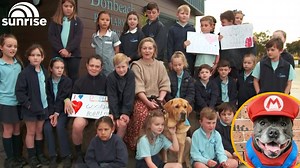 5.2K views · 50 reactions | "His main job is just to make the students happy" These amazing dogs have been recognised for their work helping around schools and workplaces to make life easier for students and workers alike.  | Sunrise | Facebook
