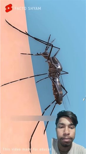 Hidden Secrets of Mosquito Bites: Explained in 3D Animation 😲 #shorts #animation