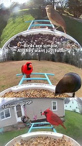 2.9K views · 78 reactions | #angry #rell2024 #viralreelschallenge #birdphotography #cardinalbird #cardinal #birds #Cardinals #nature #naturephotography #beautiful | Cardinal Bird Fans Page | Facebook