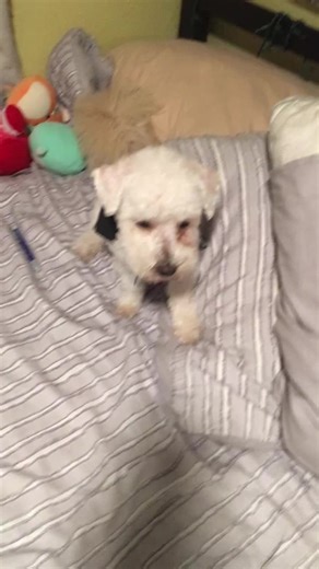 Kittle Skittle on TikTok